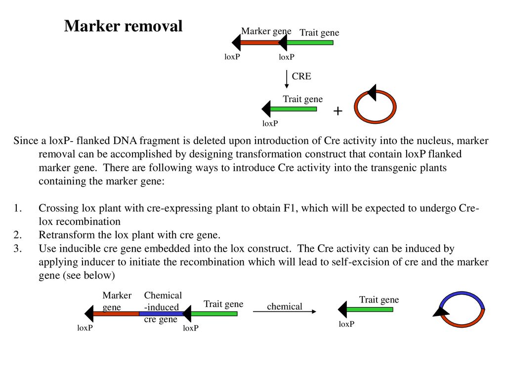 Marker removal Marker gene. Trait gene. loxP. loxP. CRE. Trait gene. + loxP.
