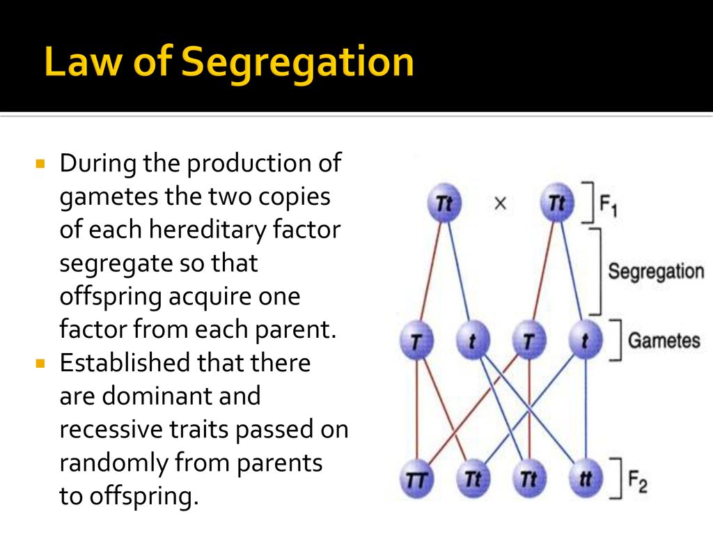 Medelian genetics ppt download