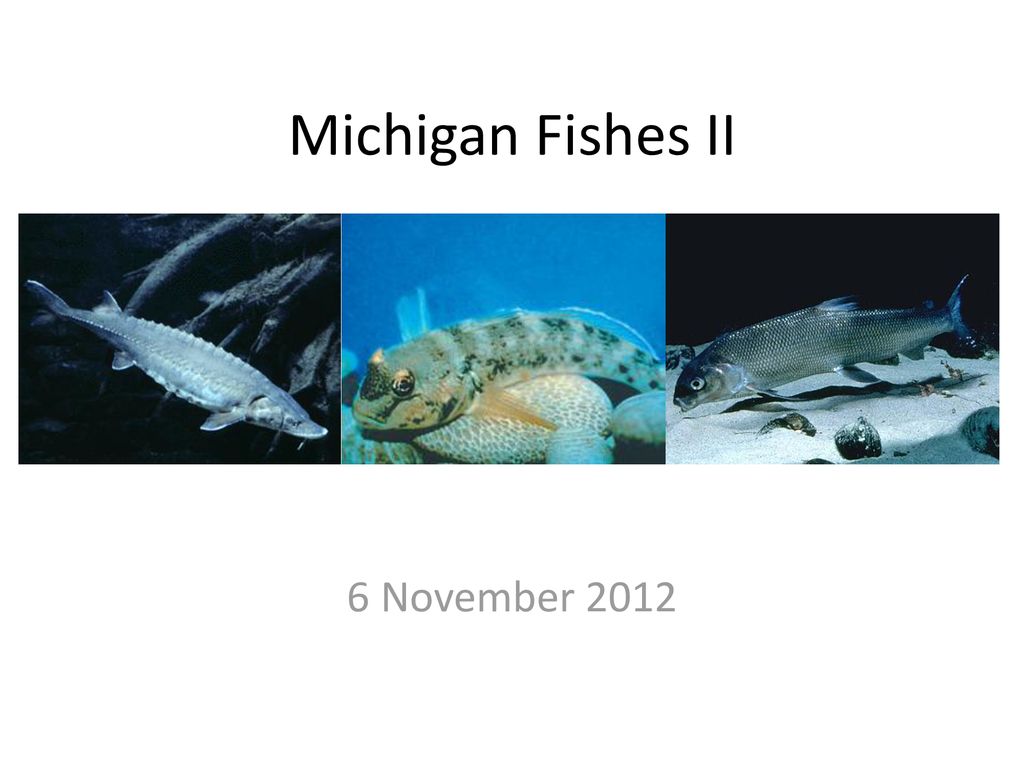 Michigan Fishes II 6 November 2012