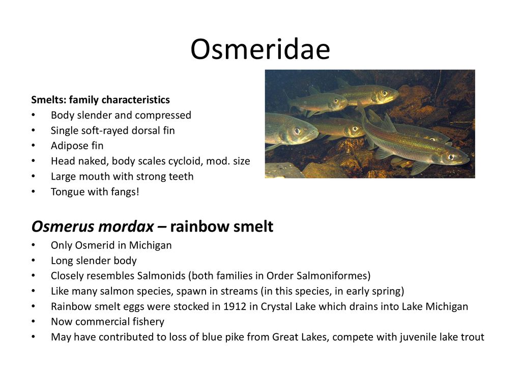 Osmeridae Osmerus mordax – rainbow smelt