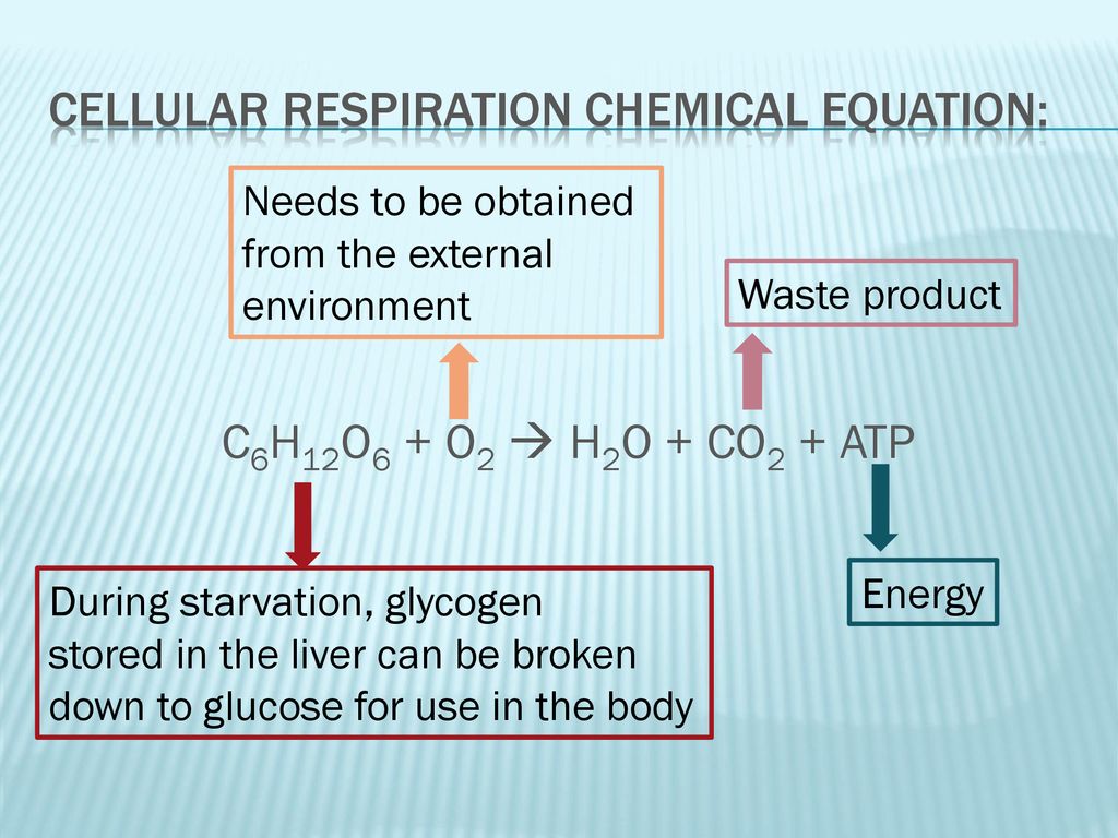 The Respiratory System - ppt download