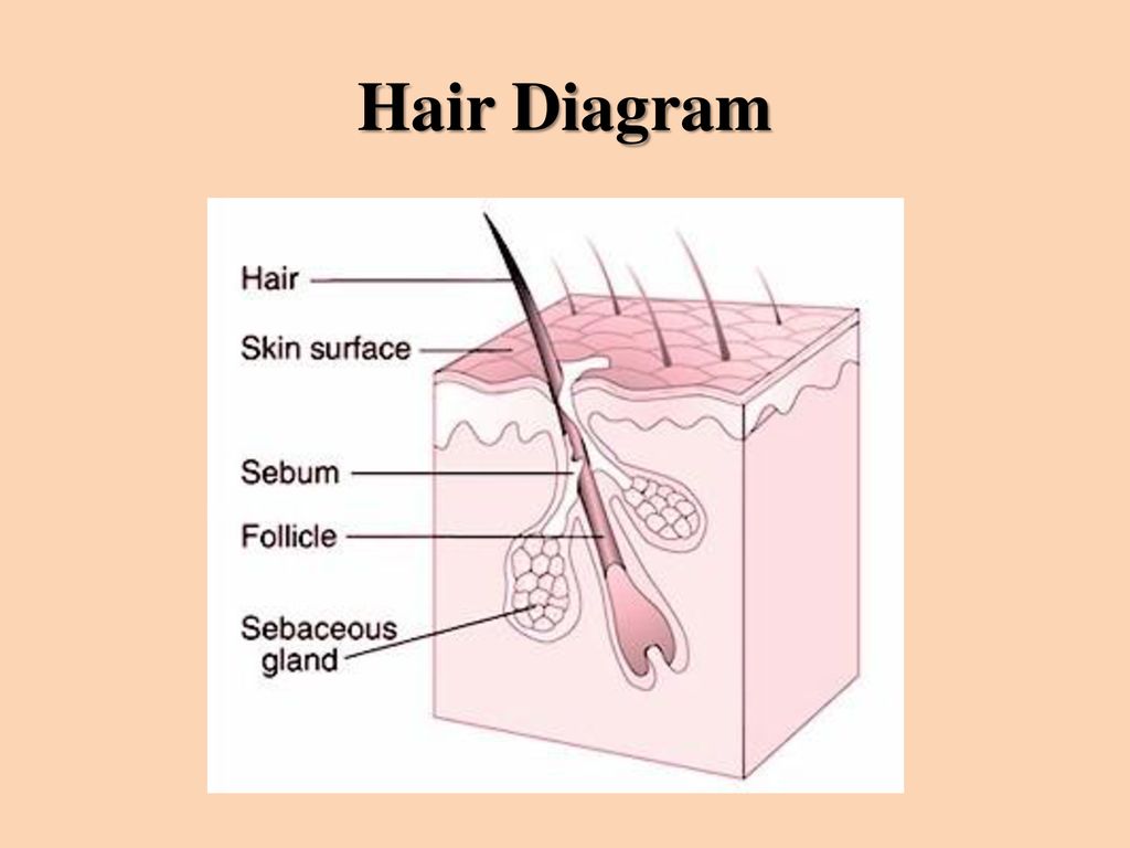 HAIR ANALYSIS. - ppt download