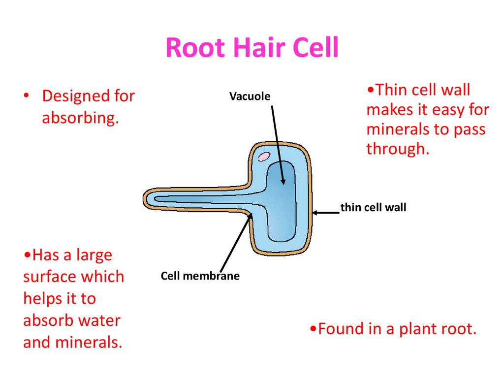 why does a root hair cell have a thin wall