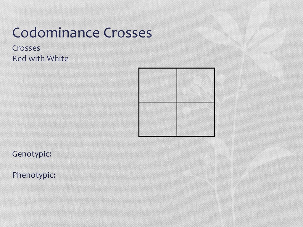 Codominance Crosses Crosses Red with White Genotypic: Phenotypic: