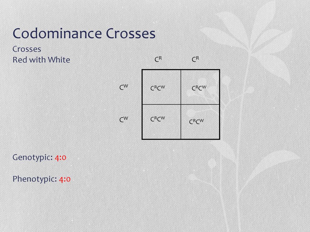 Codominance Crosses Crosses Red with White Genotypic: 4:0 Phenotypic: 4:0 CR. CR. CW. CRCW. CRCW.