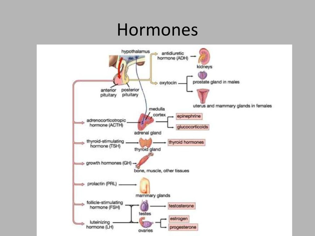 Bio 17 โ Nervous & Endocrine Systems Biology Diagrams