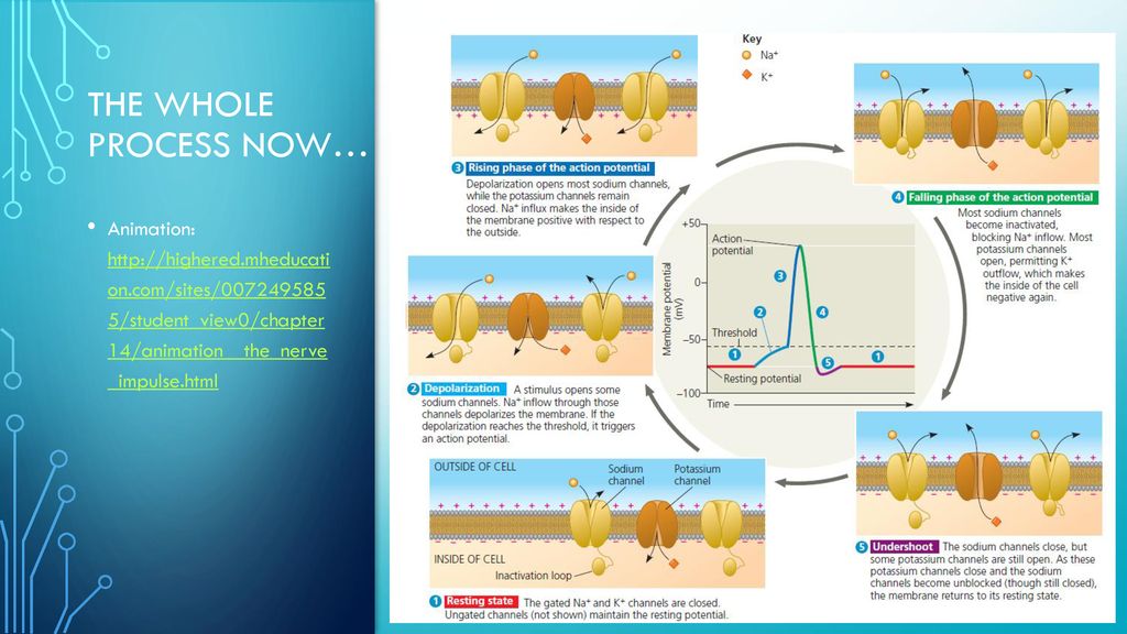 Neurons Synapses and Signaling Biology Diagrams