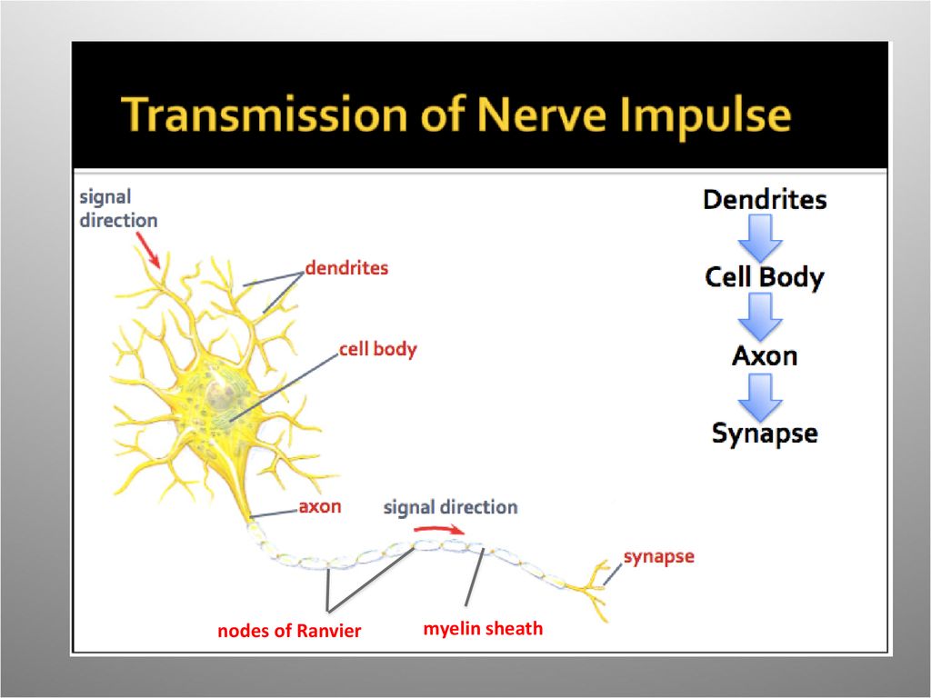 Nervous System. - ppt download