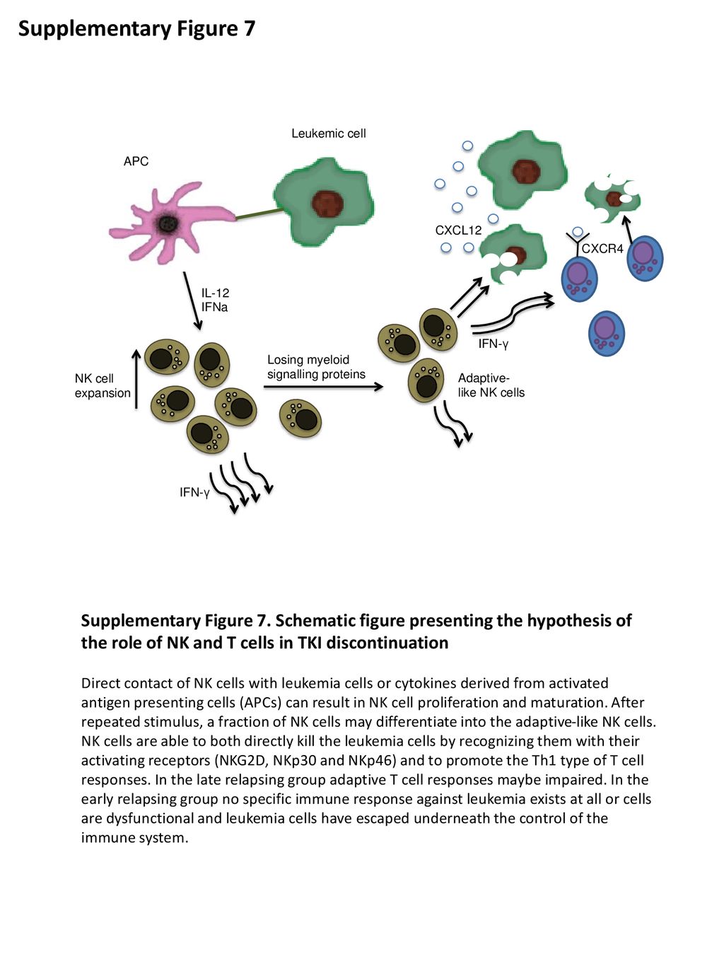 Supplementary Figure 7 Supplementary Figure 7. Schematic figure presenting the hypothesis of the role of NK and T cells in TKI discontinuation.