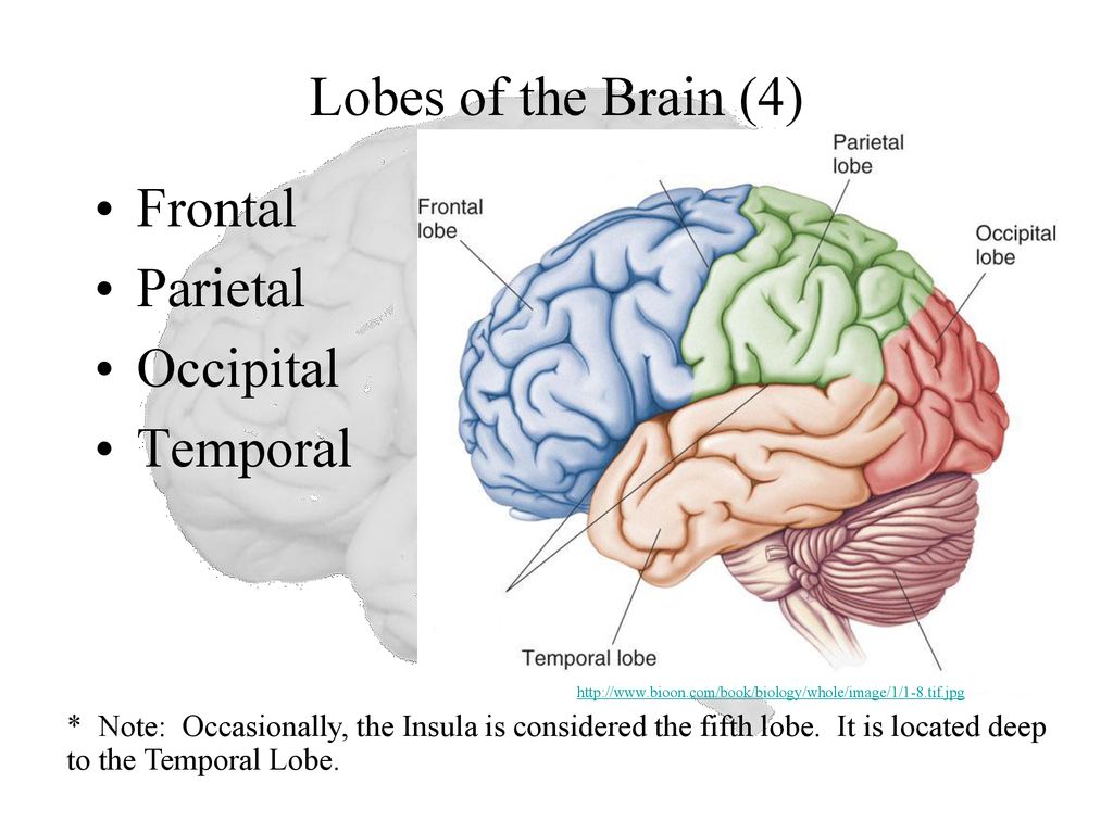 Brain structure. Frontal Lobe of Brain. Cerebrum. Temporal Lobe of the Brain. Церебрум мозг.