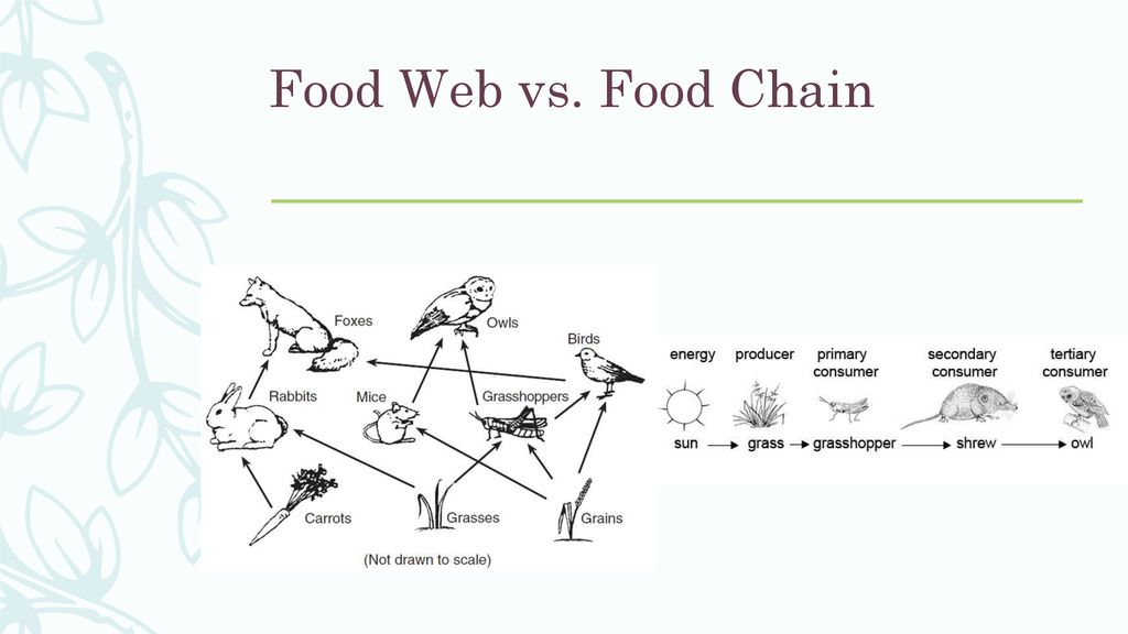 SUPREME ECOLOGY Unit ppt download Biology Diagrams