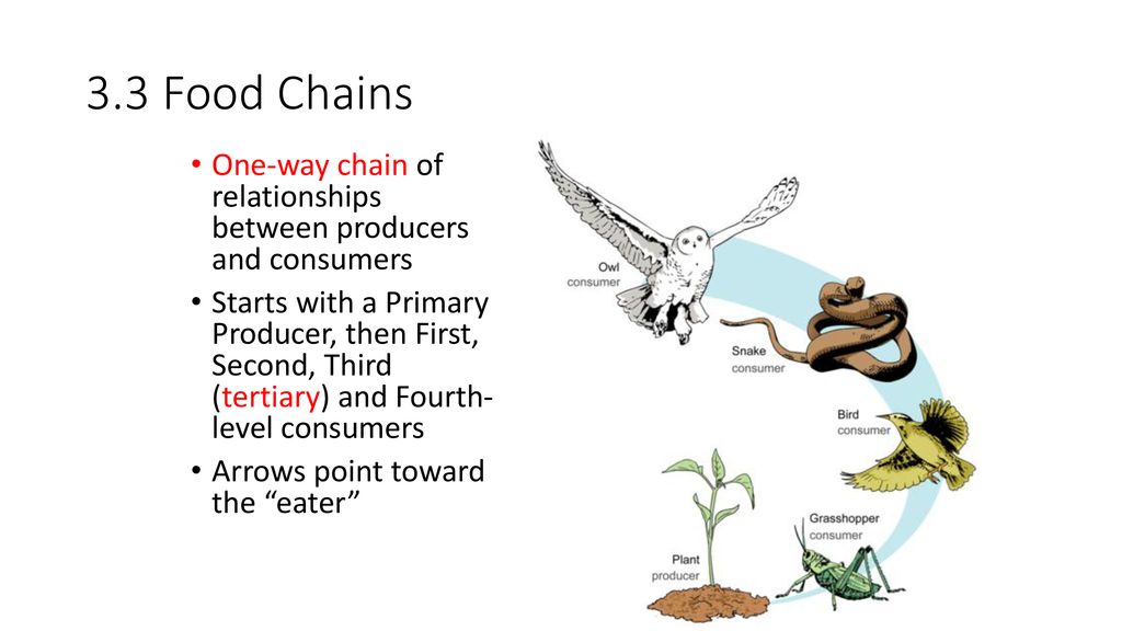 How do Autotrophs make energy? Photosynthesis = making food from light ... Biology Diagrams