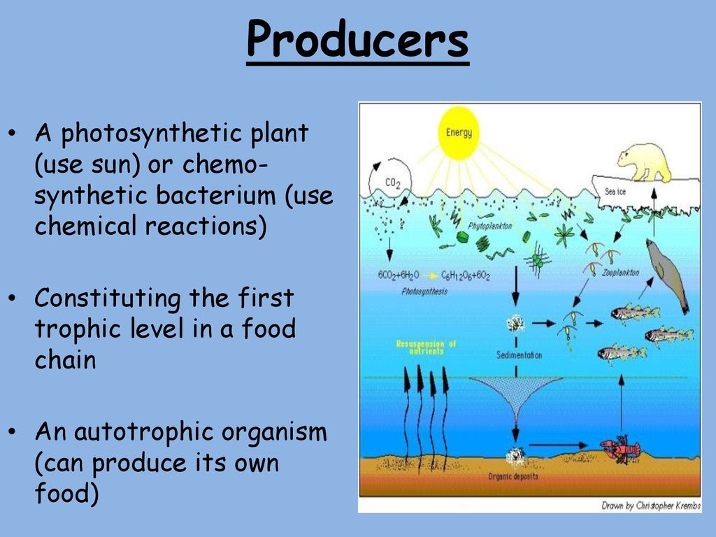 ocean decomposers