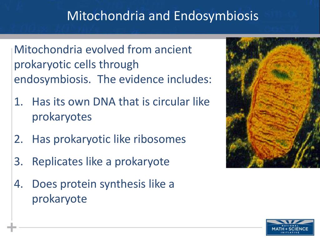 The Structure of the Cell: Part I. - ppt download