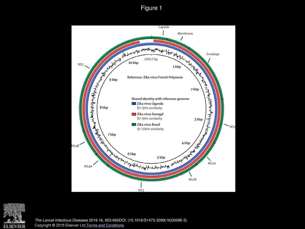 Figure 1 Comparative genome BLAST Atlas diagram of Zika virus