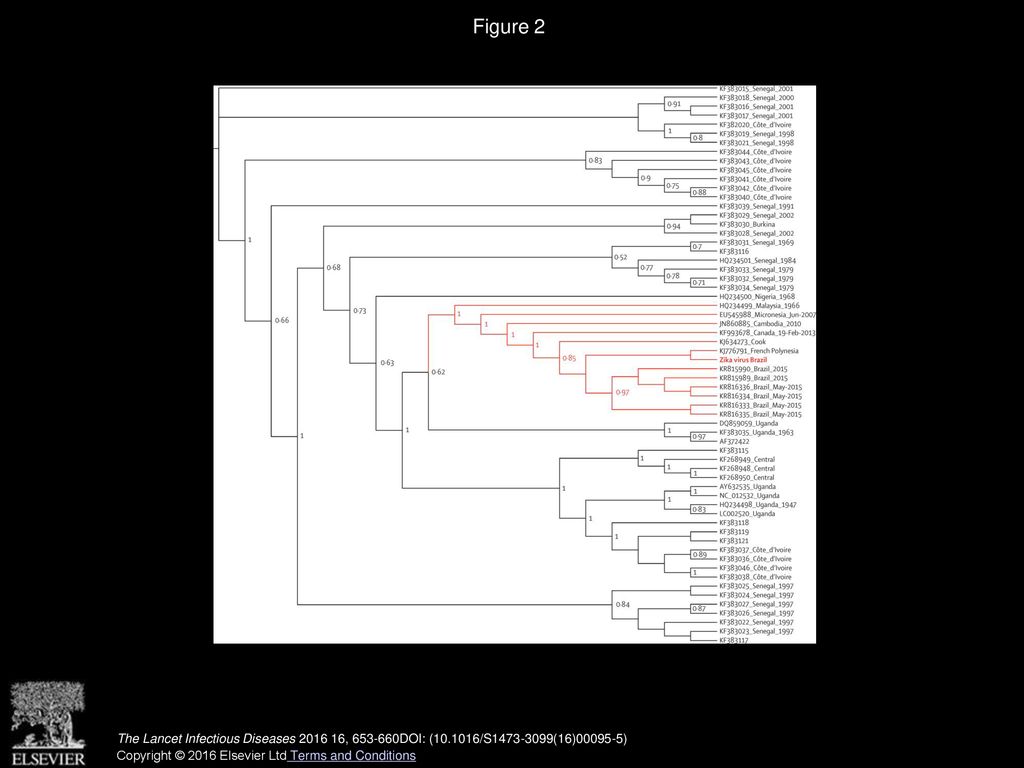 Figure 2 Maximum likelihood topologies of envelope genomic region from Brazilian Zika virus.