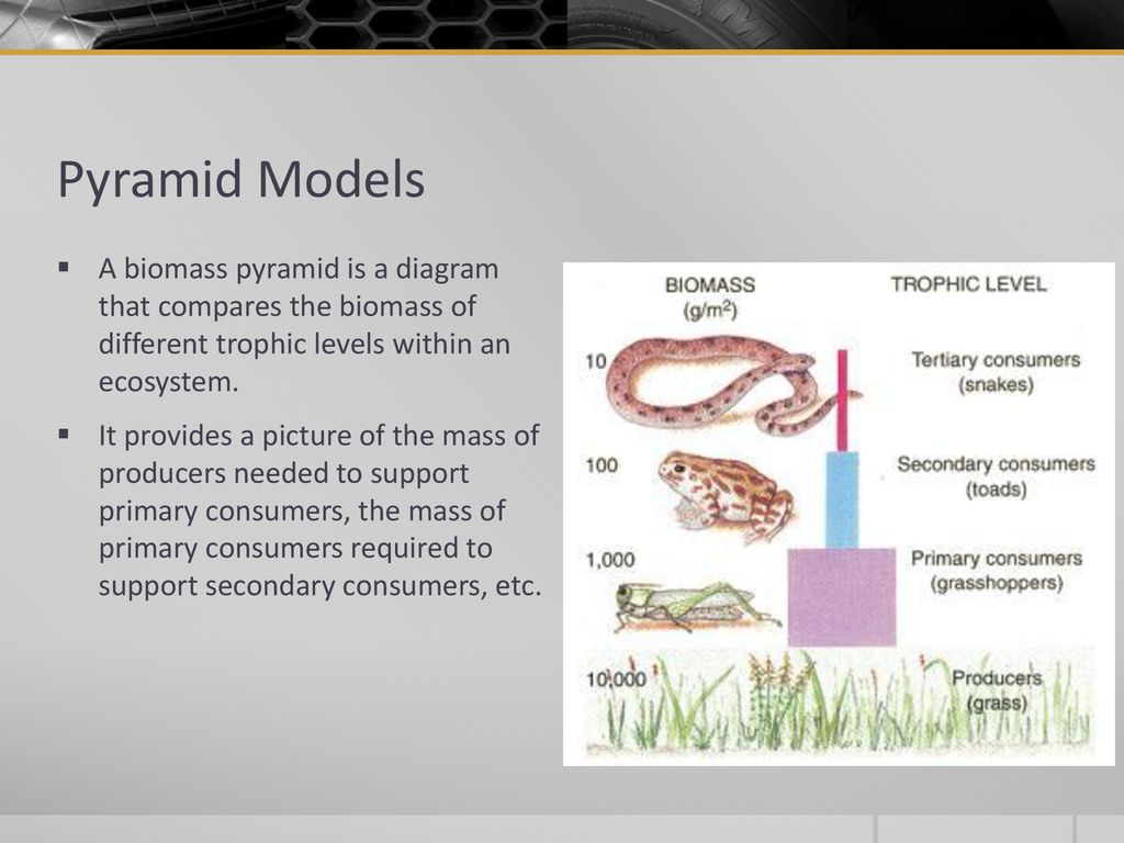 Principles of Ecology Chapter 13 Sections ppt download