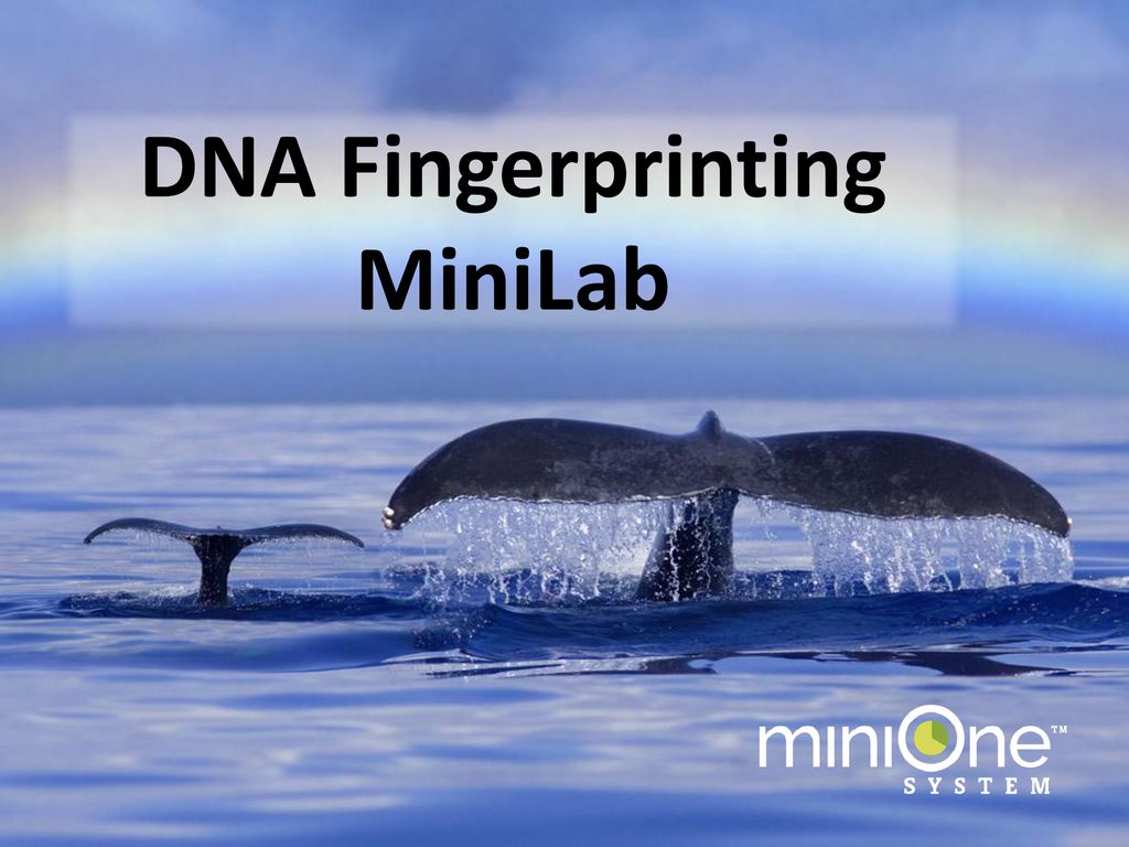 DNA Fingerprinting MiniLab