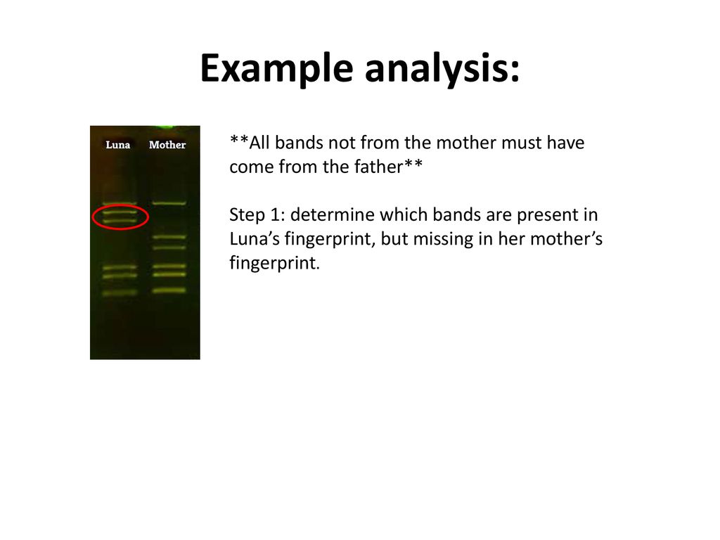 Example analysis: **All bands not from the mother must have come from the father**