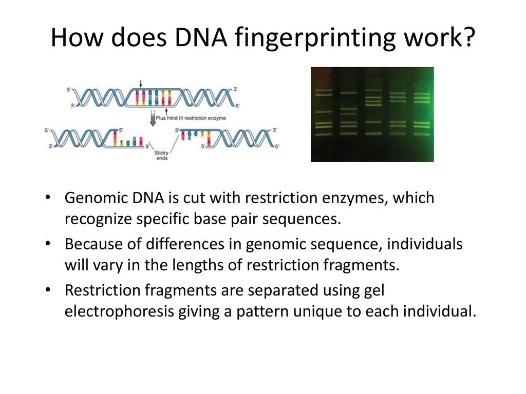 DNA Fingerprinting MiniLab - ppt download Throughout Dna Fingerprinting Worksheet Answers