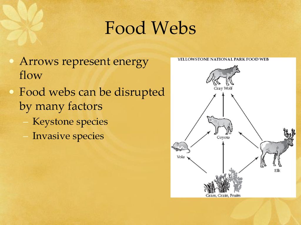 Food Webs Arrows represent energy flow