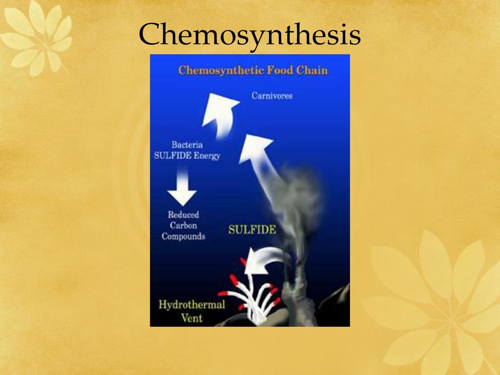 Chemosynthesis Video in picture