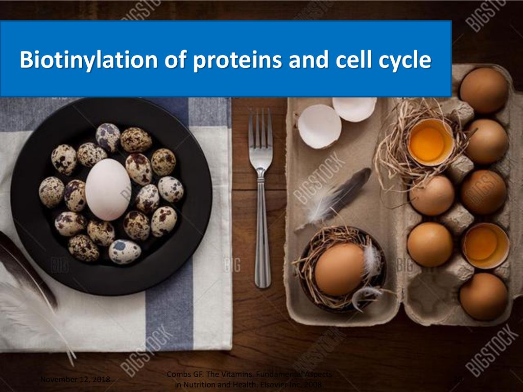 Biotinylation of proteins and cell cycle