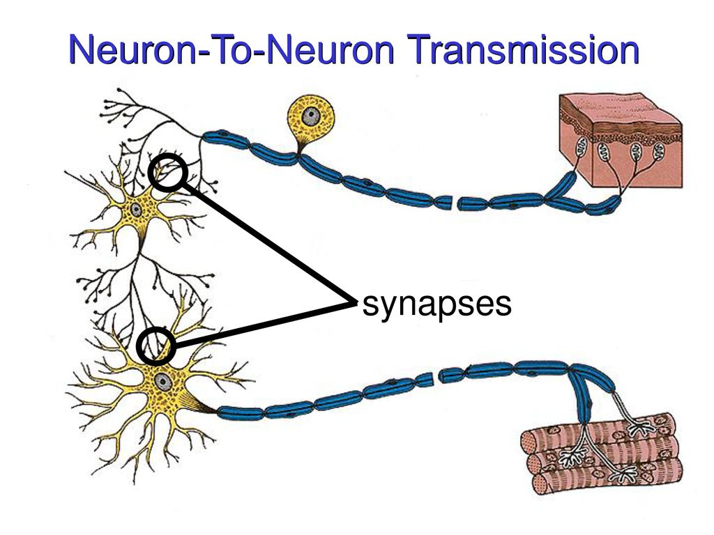 Neuron-To-Neuron Transmission