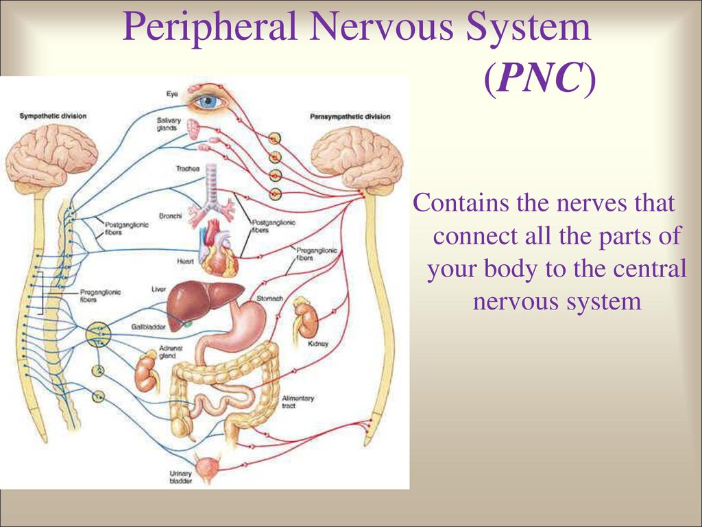 “How does such a tiny brain affect Homer?” - ppt download