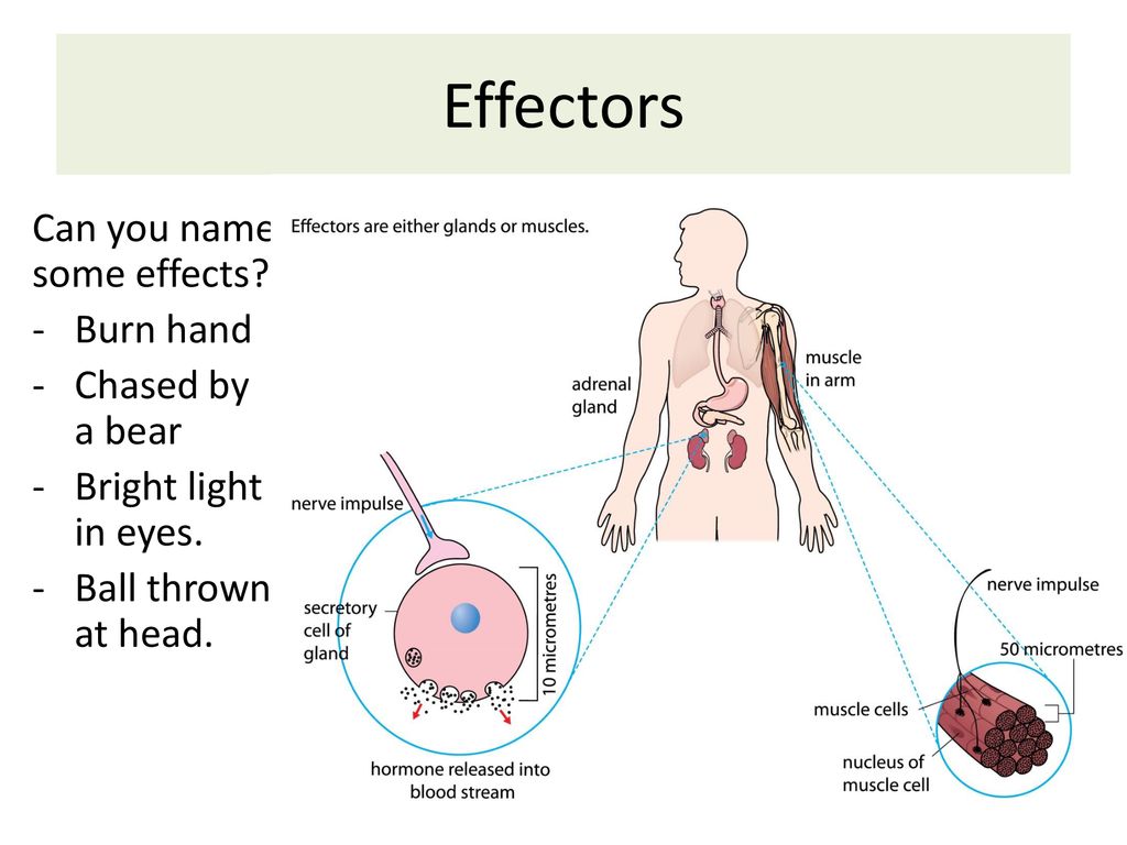 an effector can be an effector can be
