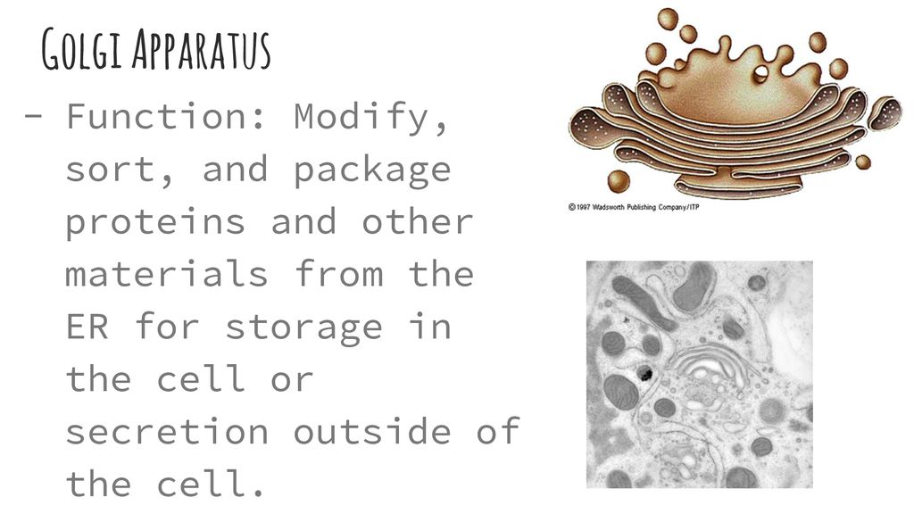 Cell Structure Quest Friday (50 pts). Biology Diagrams
