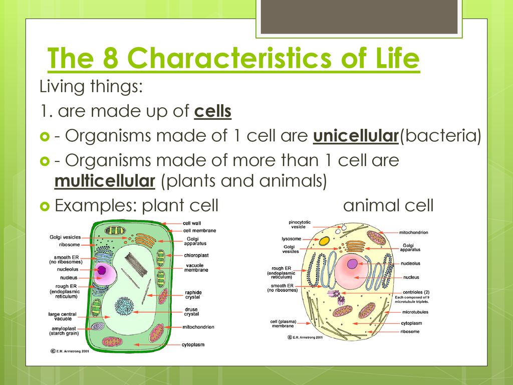 Characteristics Of Life Ppt Download