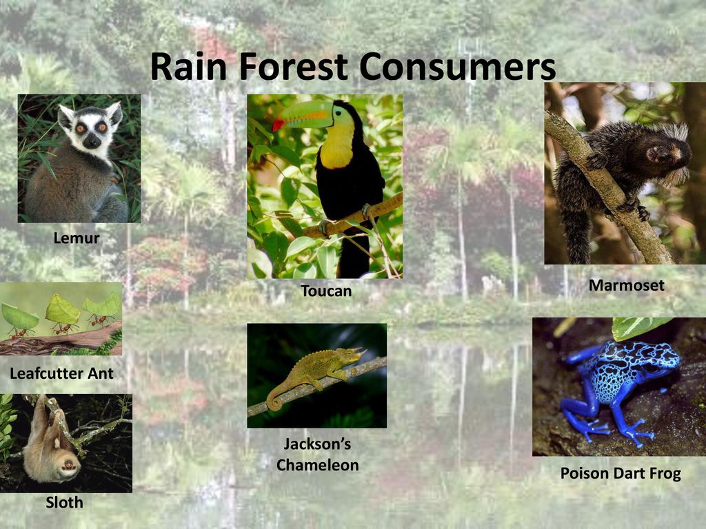 Tropical Rainforest Ppt Download