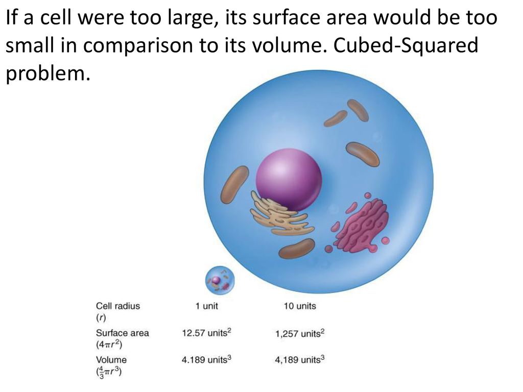 If a cell were too large, its surface area would be too small in comparison to its volume.