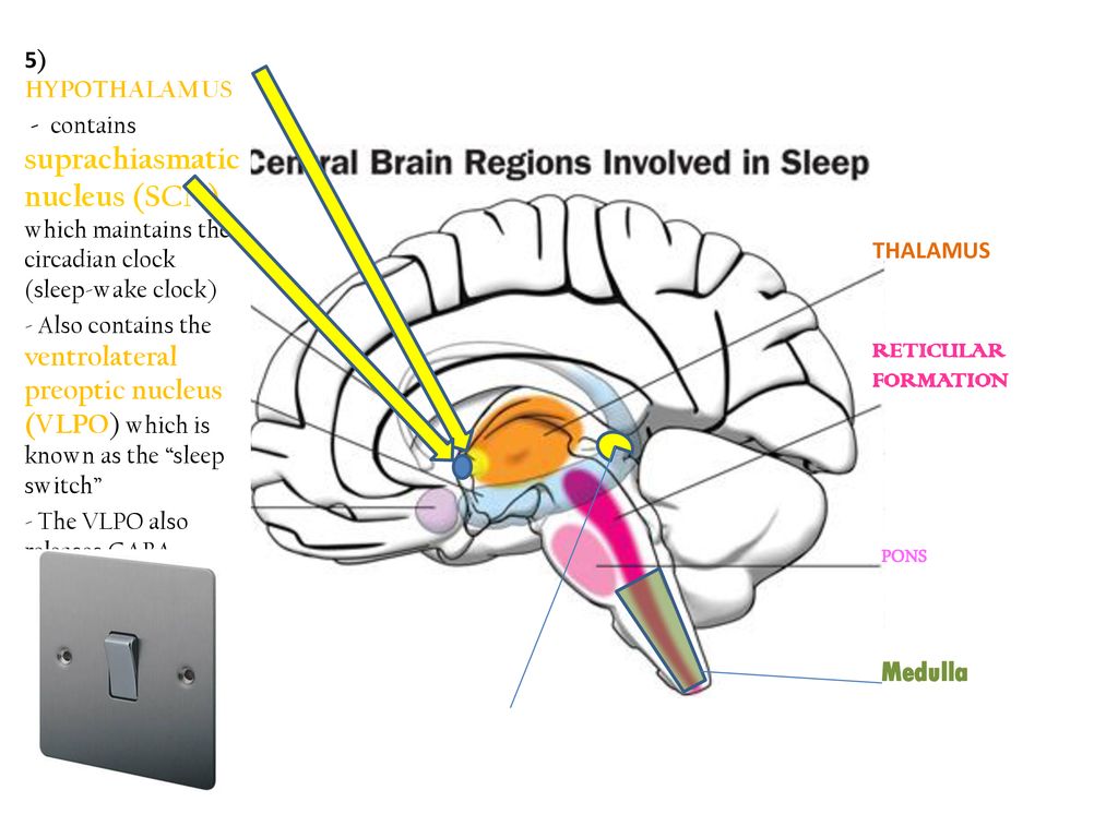 Sleeping brains
