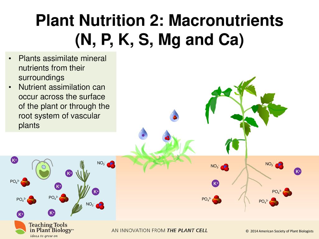 Plant nutrition 2 macronutrients n p k s mg and ca ppt download