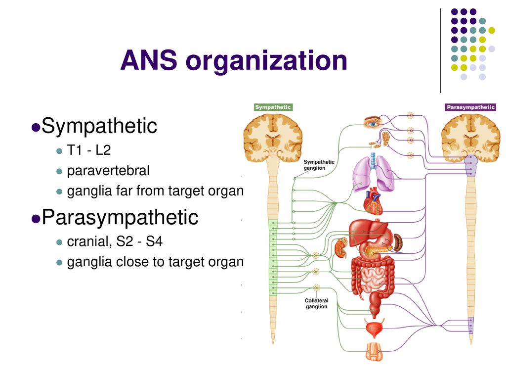 Comparative Vertebrate Physiology - Ppt Download