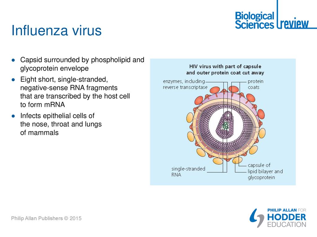 Influenza virus Capsid surrounded by phospholipid and glycoprotein envelope.