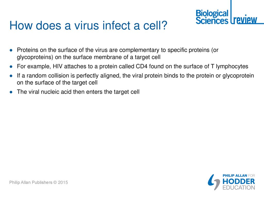 How does a virus infect a cell
