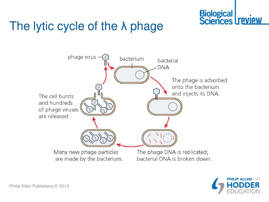 The lytic cycle of the λ phage