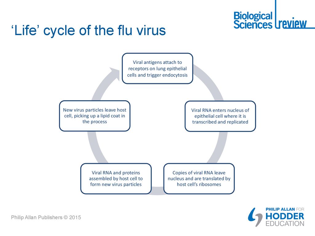 ‘Life’ cycle of the flu virus