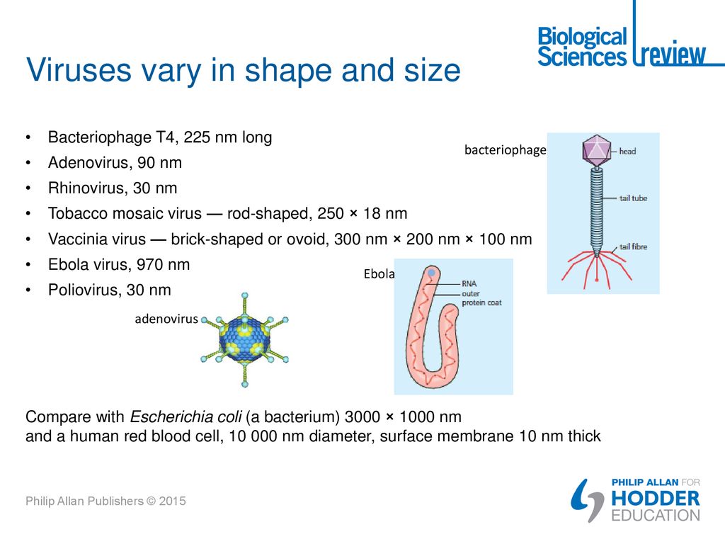 Viruses vary in shape and size