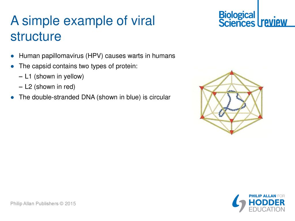 A simple example of viral structure