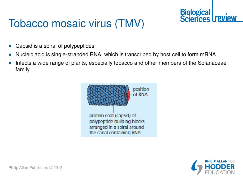 Tobacco mosaic virus (TMV)