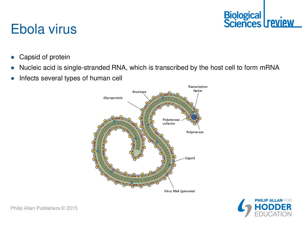 Ebola virus Capsid of protein