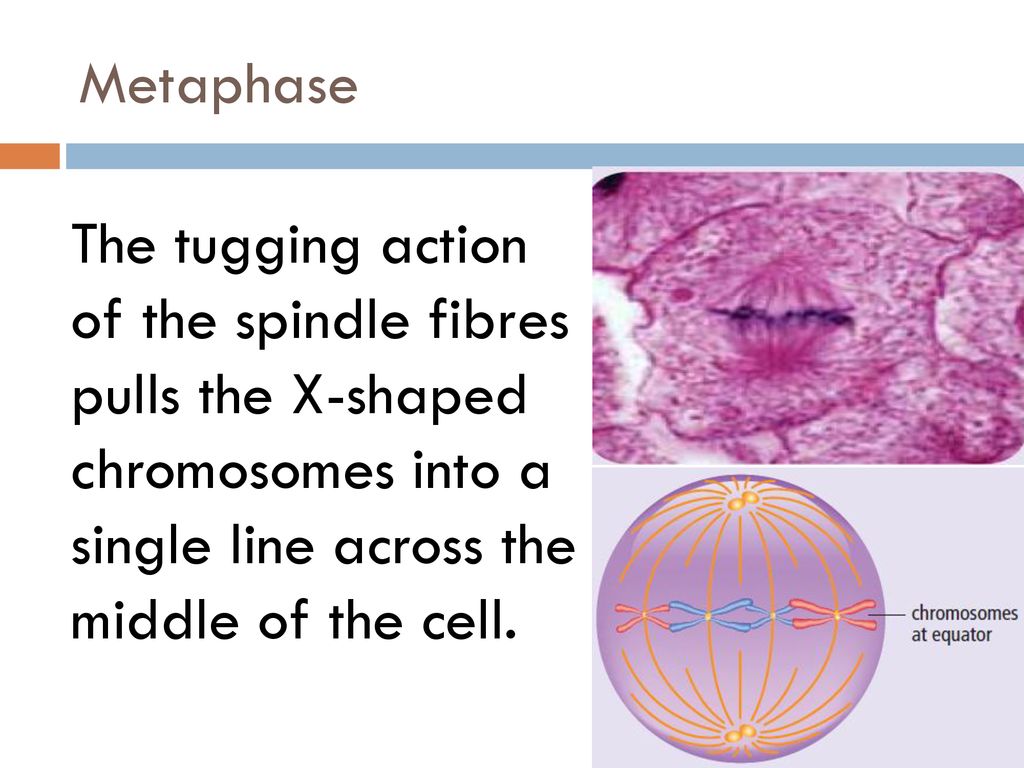 Cell cycle and Mutation Biology Diagrams