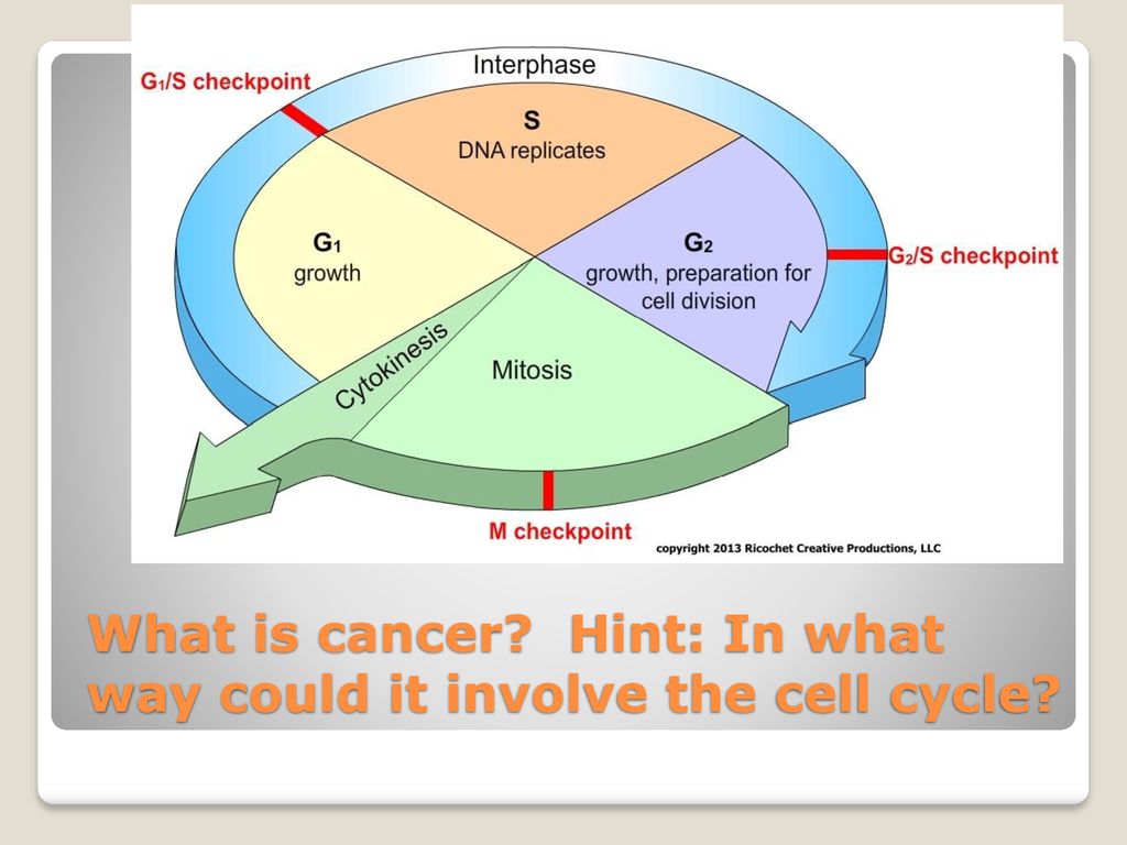 ppt download Biology Diagrams