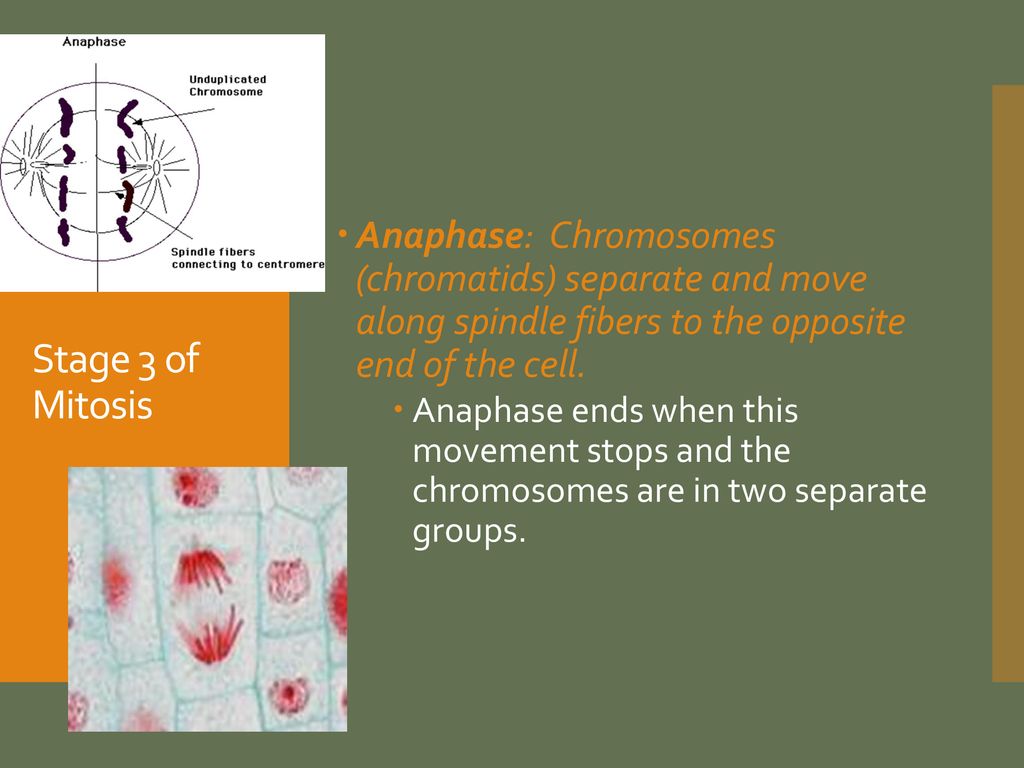Reminders Unit 5 Exam Biology Diagrams