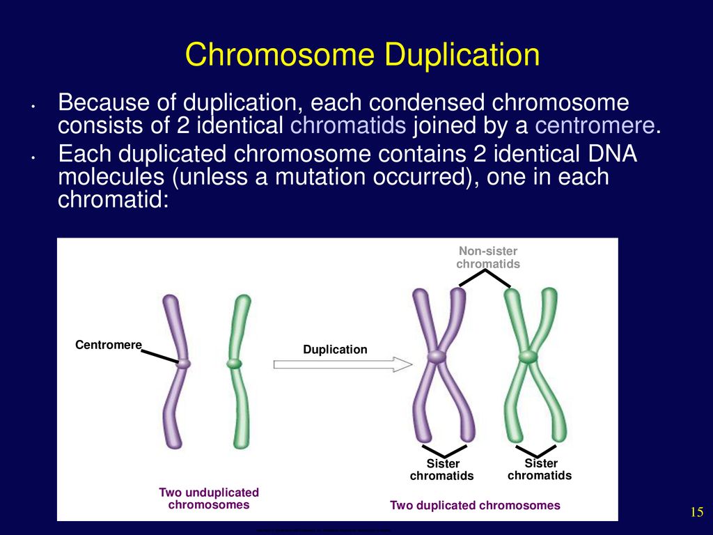 The cell cycle and how cells divide ppt download