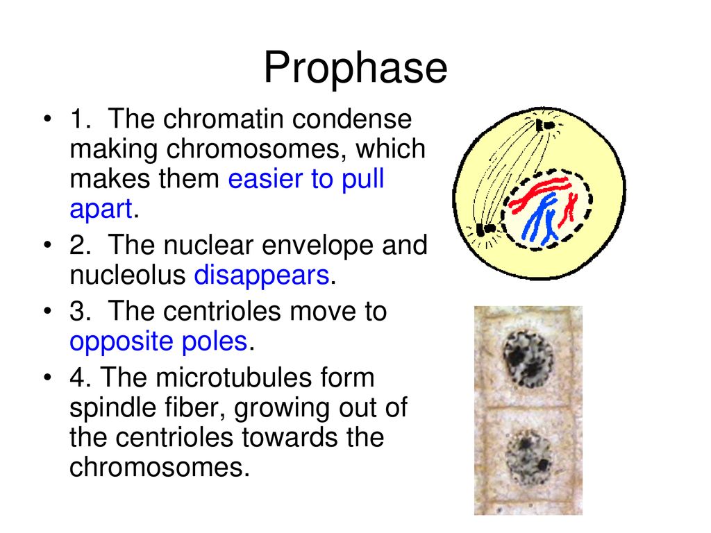 Day 12618 Bellringer Biology Diagrams